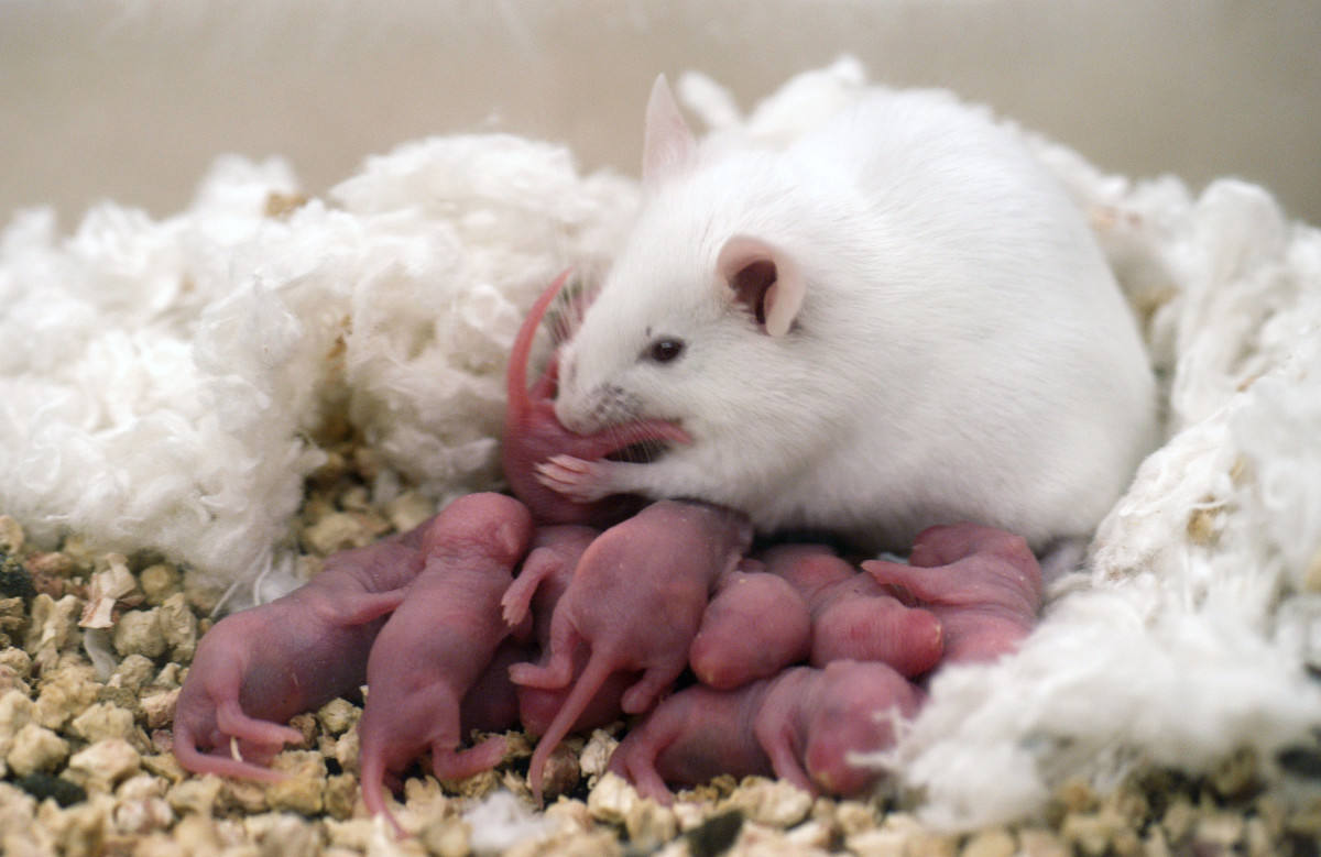 Make and Save Money by Breeding Feeder Mice