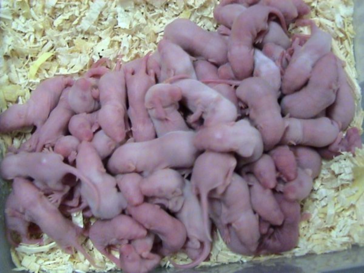 make-and-save-money-by-breeding-feeder-mice