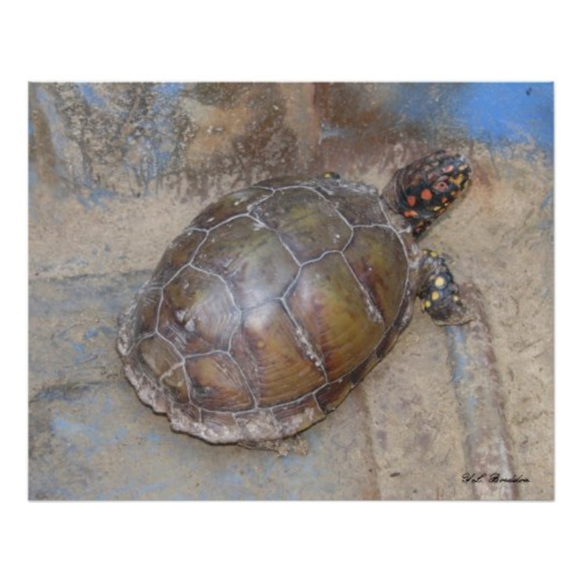 Box Turtles of Louisiana - HubPages