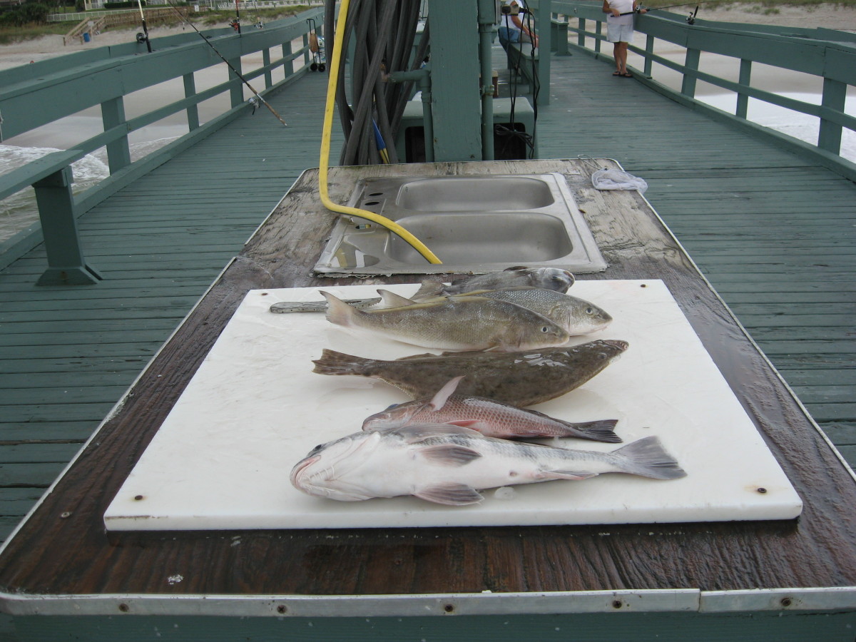 Typical pier catch: black drum, mangrove snapper, flounder, whiting.