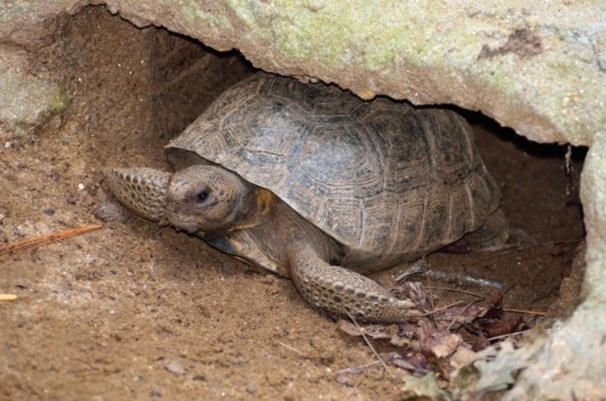 A gopher tortoise exits its burrow. Much time is spent underground.