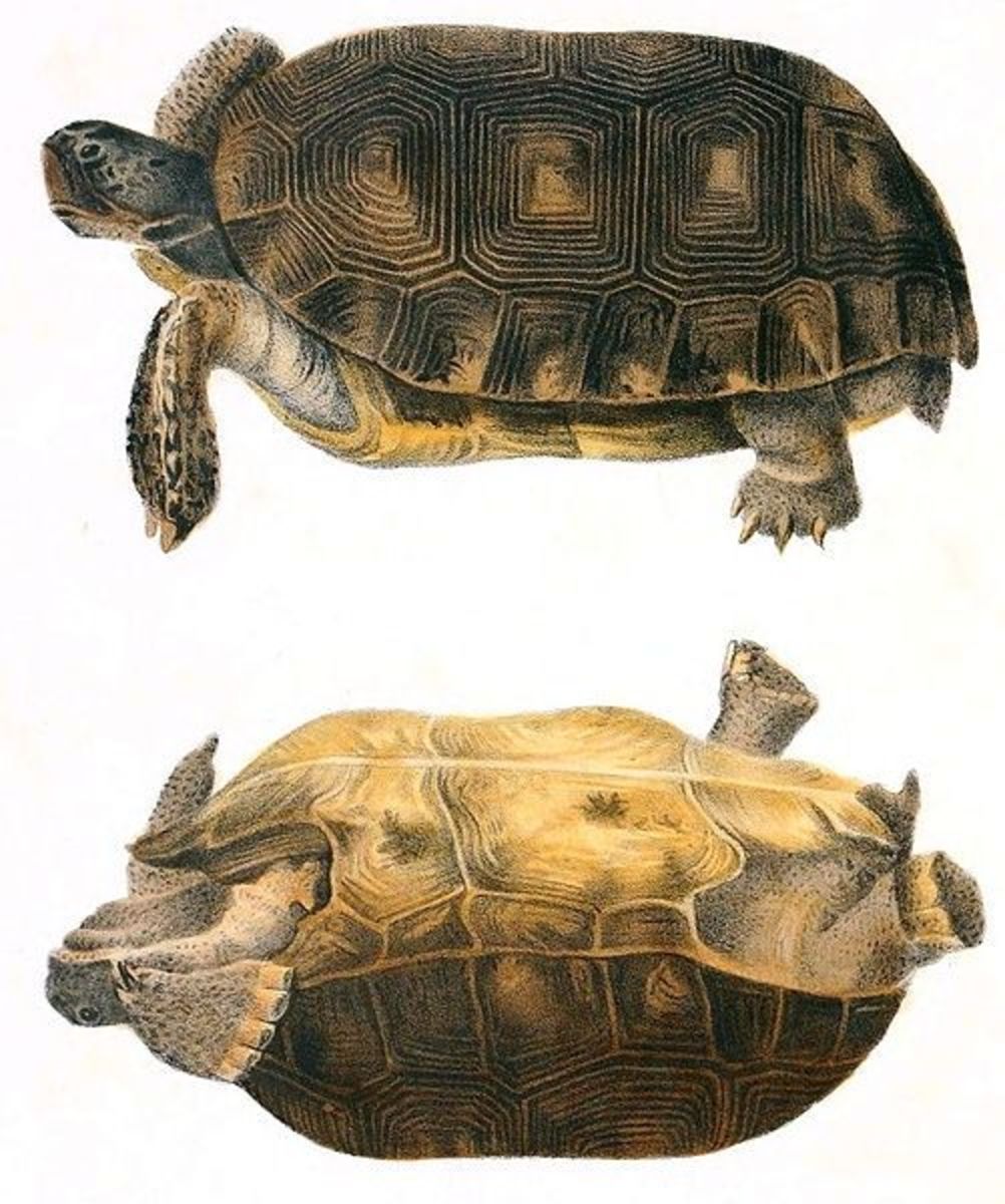 gopher-tortoises-louisiana