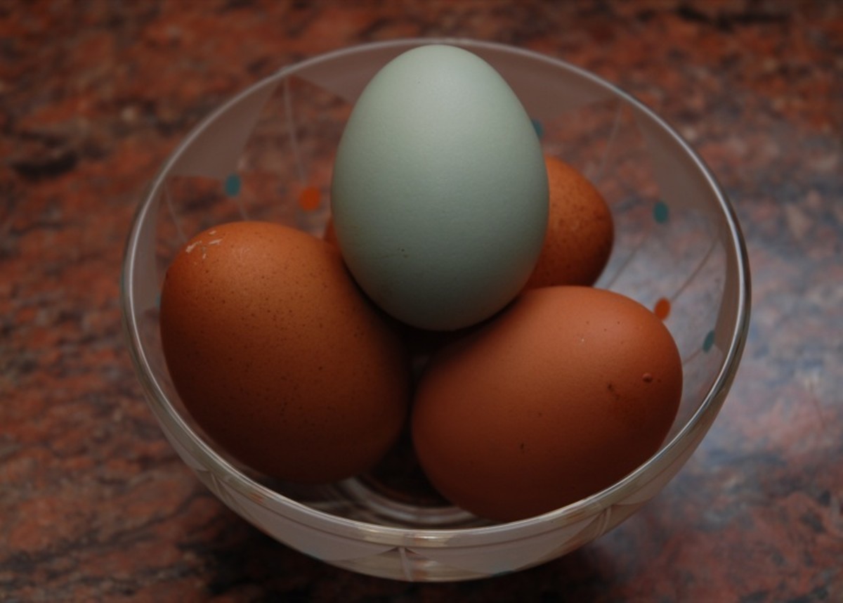 An Araucana egg with some brown eggs