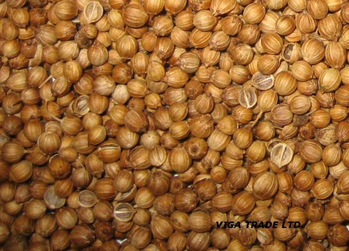 Coriander seeds are sold in the Spices section, not fresh produce.