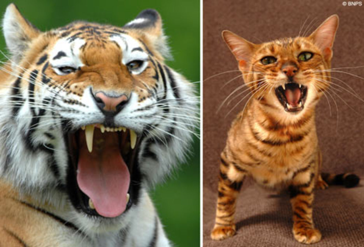 A Tiger with its Toyger counterpart