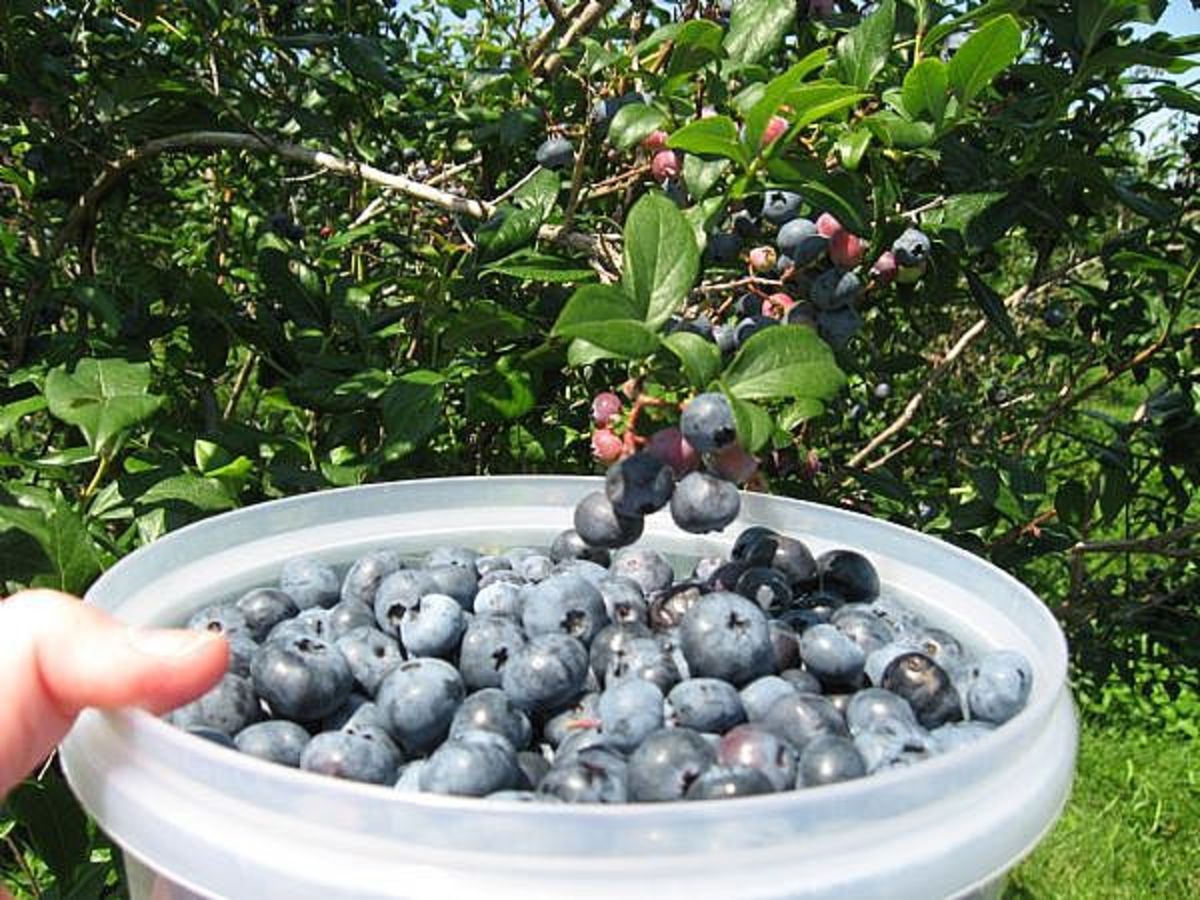 Here we are, picking blueberries at Blueberry Hill near Sanford, Maine. 