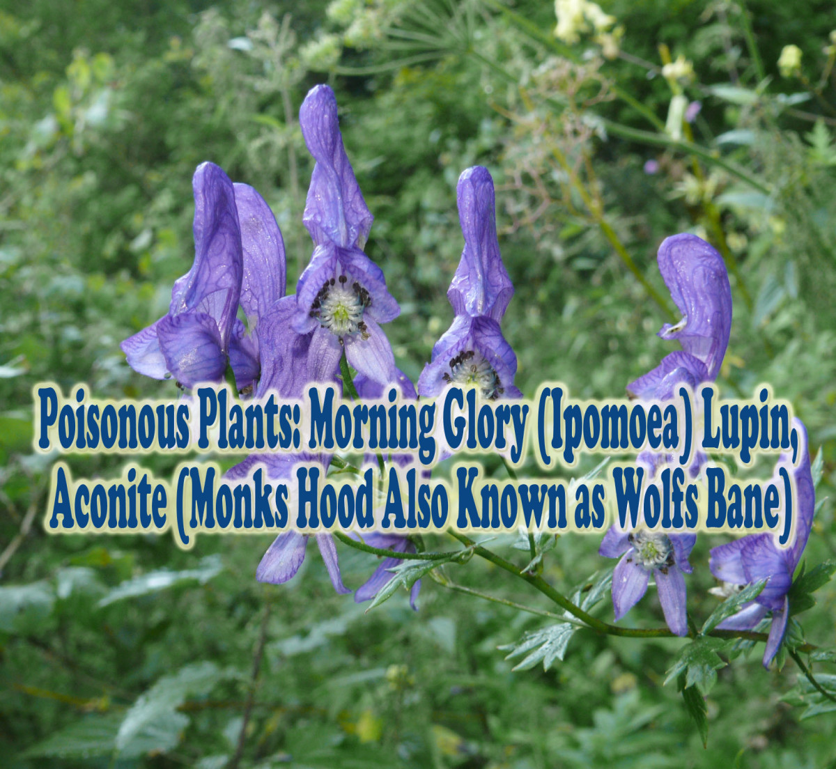 Poisonous Plants: Morning Glory (Ipomoea) Lupin (Lupini), Aconite (Monks Hood Also Known as Wolfs Bane)