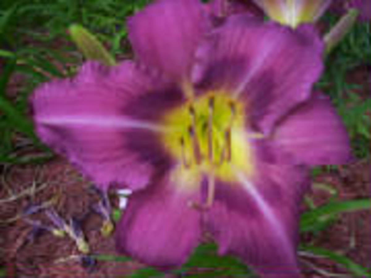 The Daylily King and How to a Millionaire Selling Daylilies