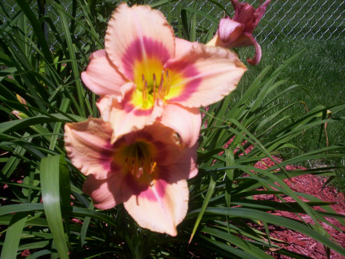 The Daylily King and How to Become a Millionaire Selling Daylilies