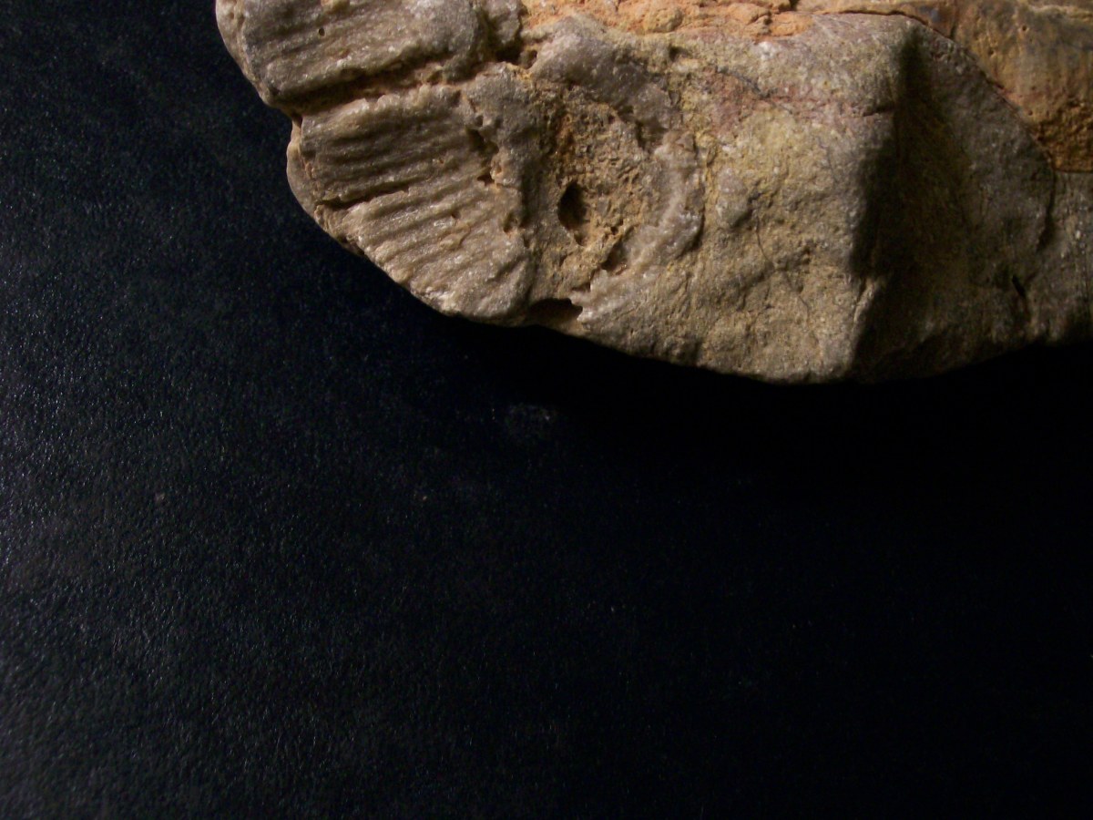 A Paleozoic Era fossil found around Lava Butte.