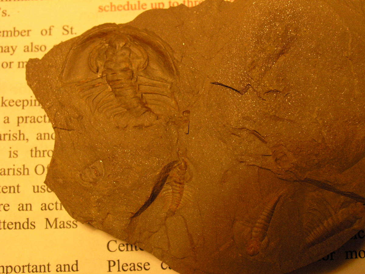 Fossil Hunting In Las Vegas HubPages