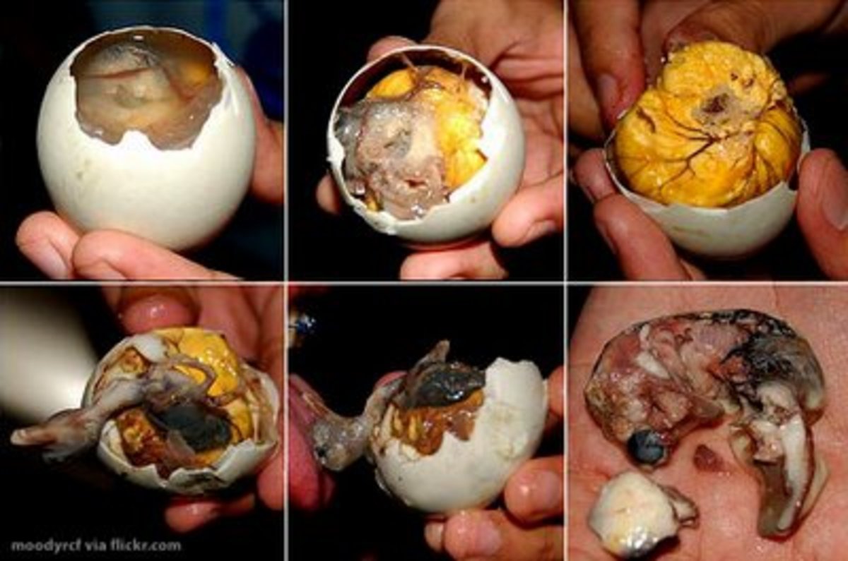 balut -- duck egg 