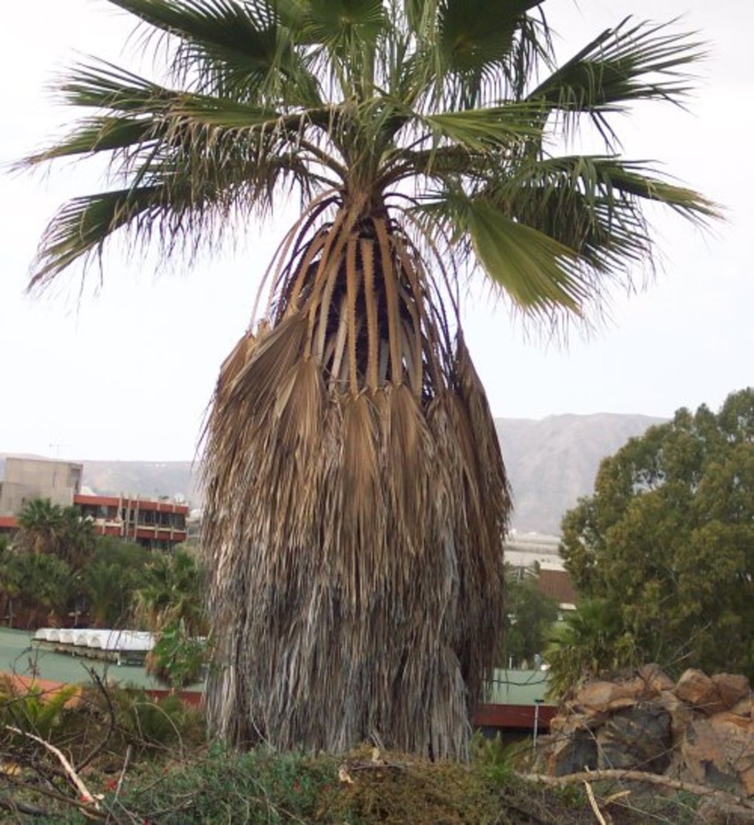 Petticoat palm. Photo by Steve Andrews