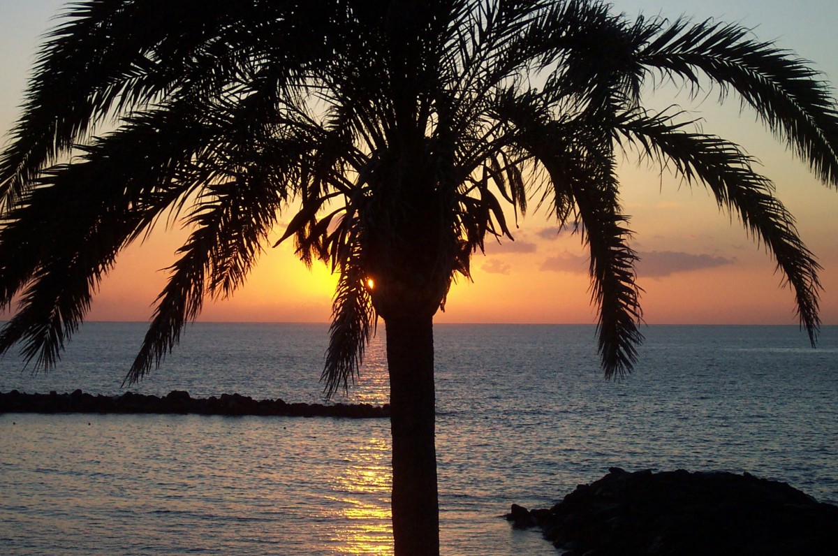 Palm trees in Tenerife in the Canary Islands