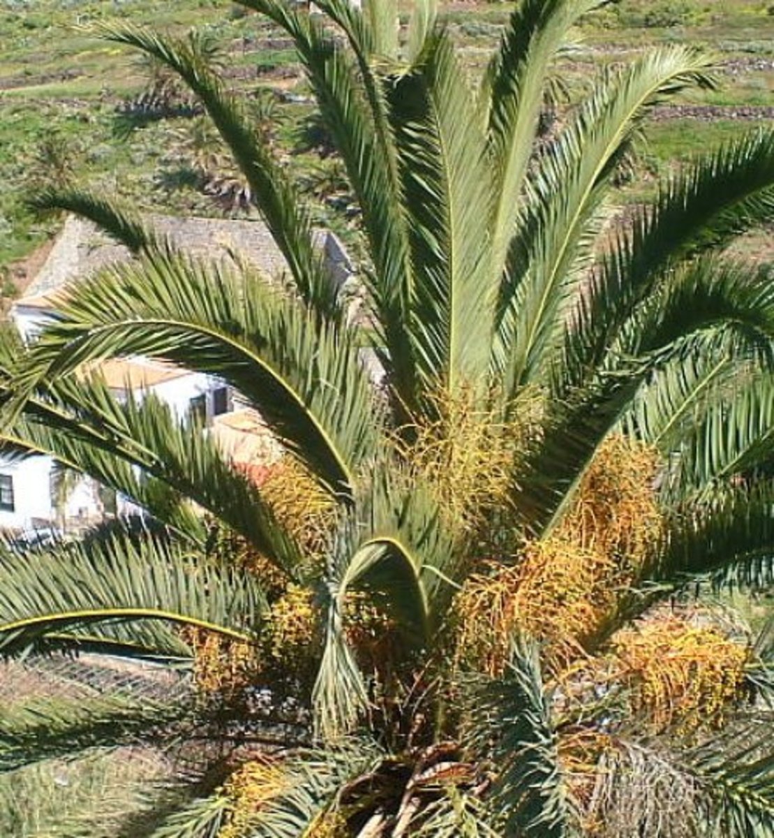 Canary Date Palm. Photo by Steve Andrews