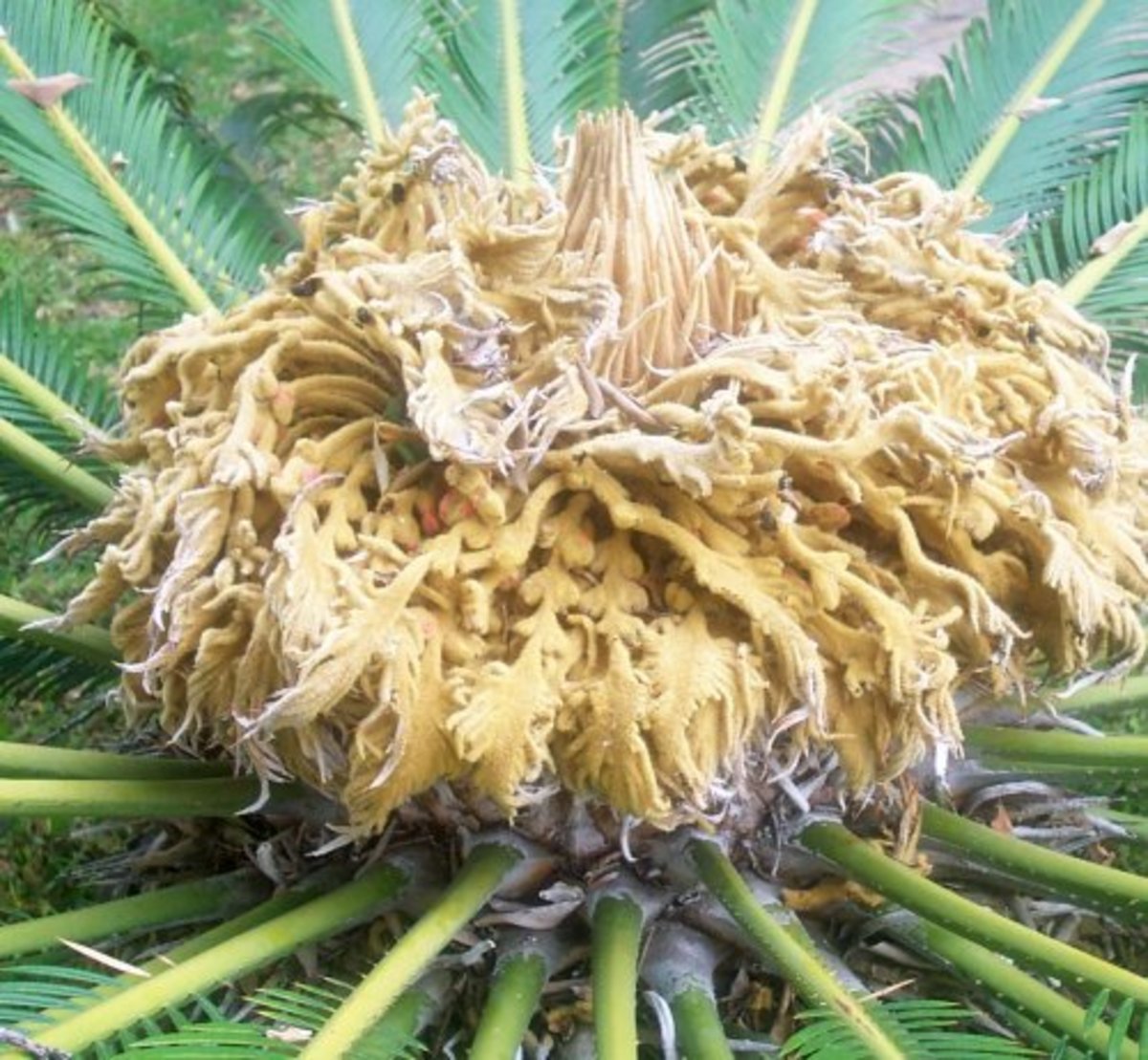 Female Sago Palm. Photo by Steve Andrews