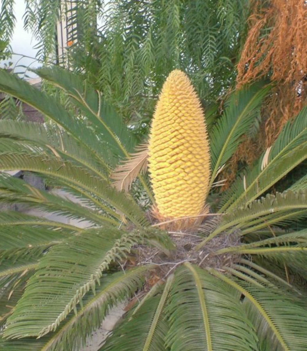 Male Sago palm. Photo by Steve Andrews