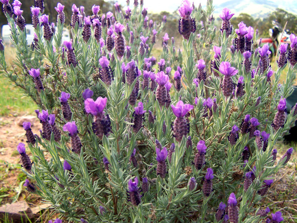Topped lavender