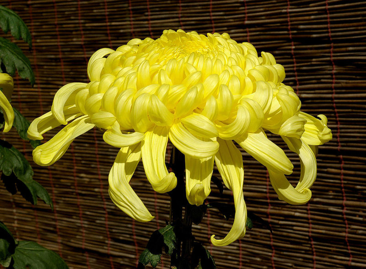 An irregular Incurve chrysanthemum.  This flower is about 8 inches across.