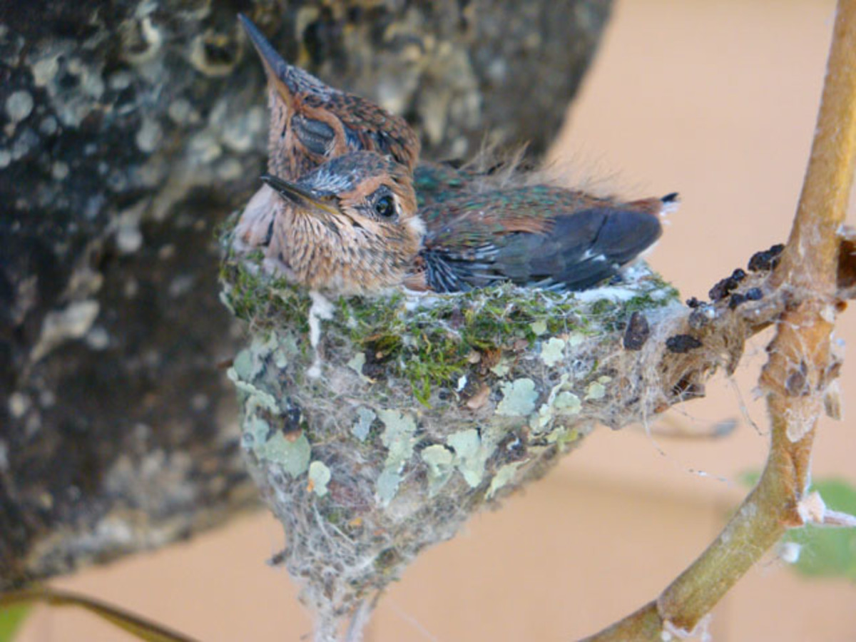 a-home-for-hummingbirds