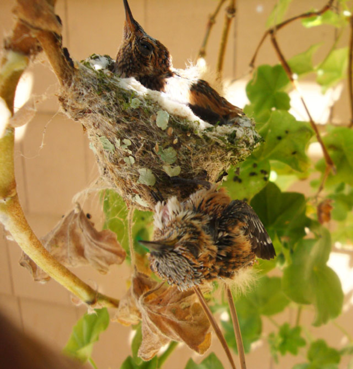 a-home-for-hummingbirds