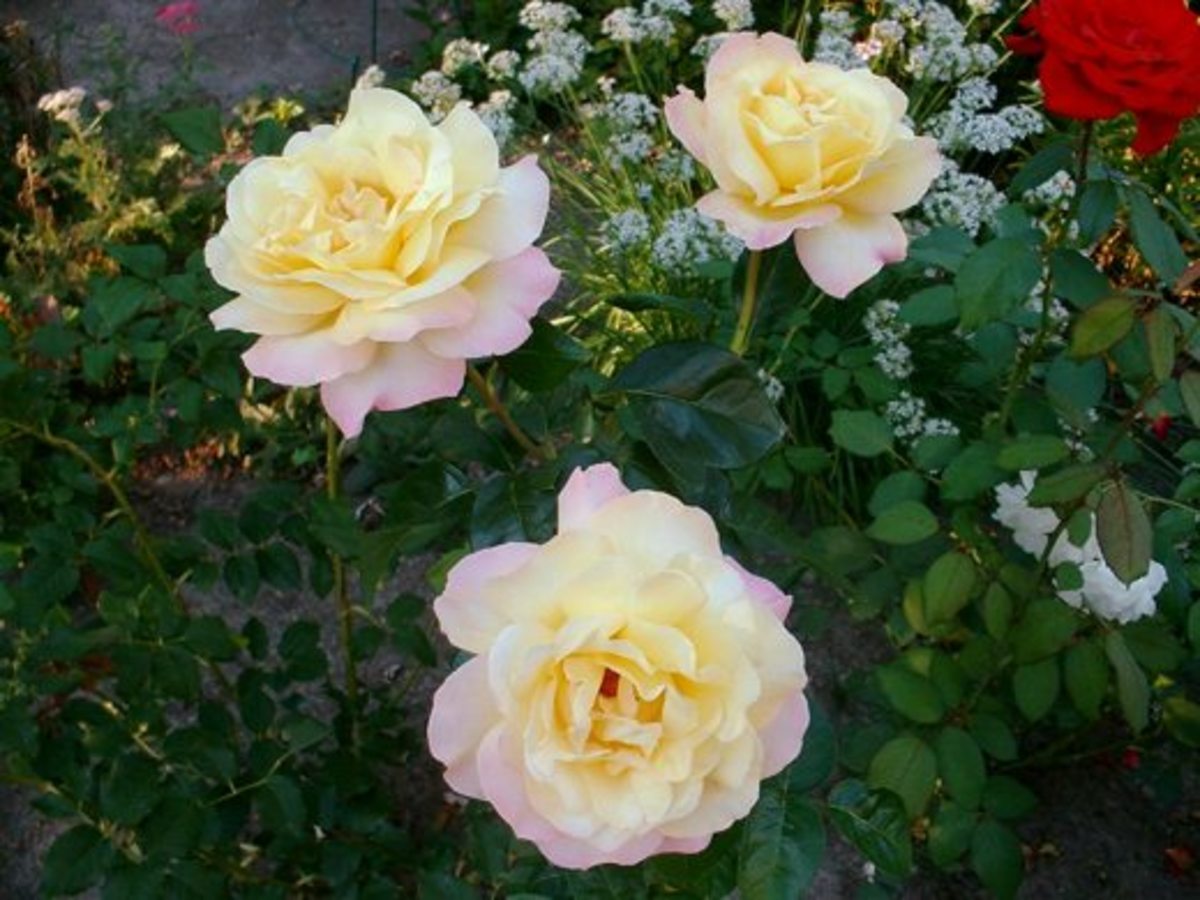 "Peace" rose