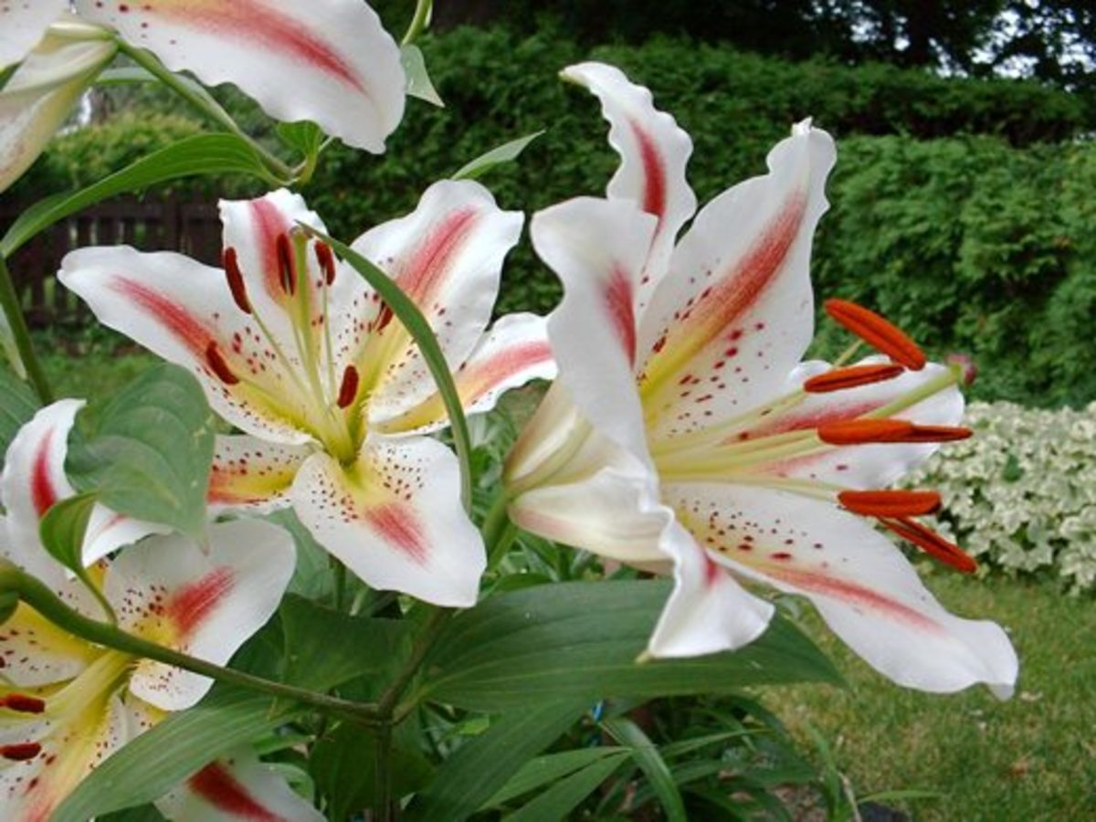 Oriental Lily ("Dizzy")