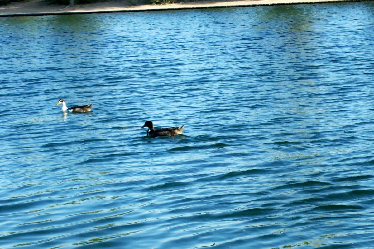 Riverview Park Lake Ducks