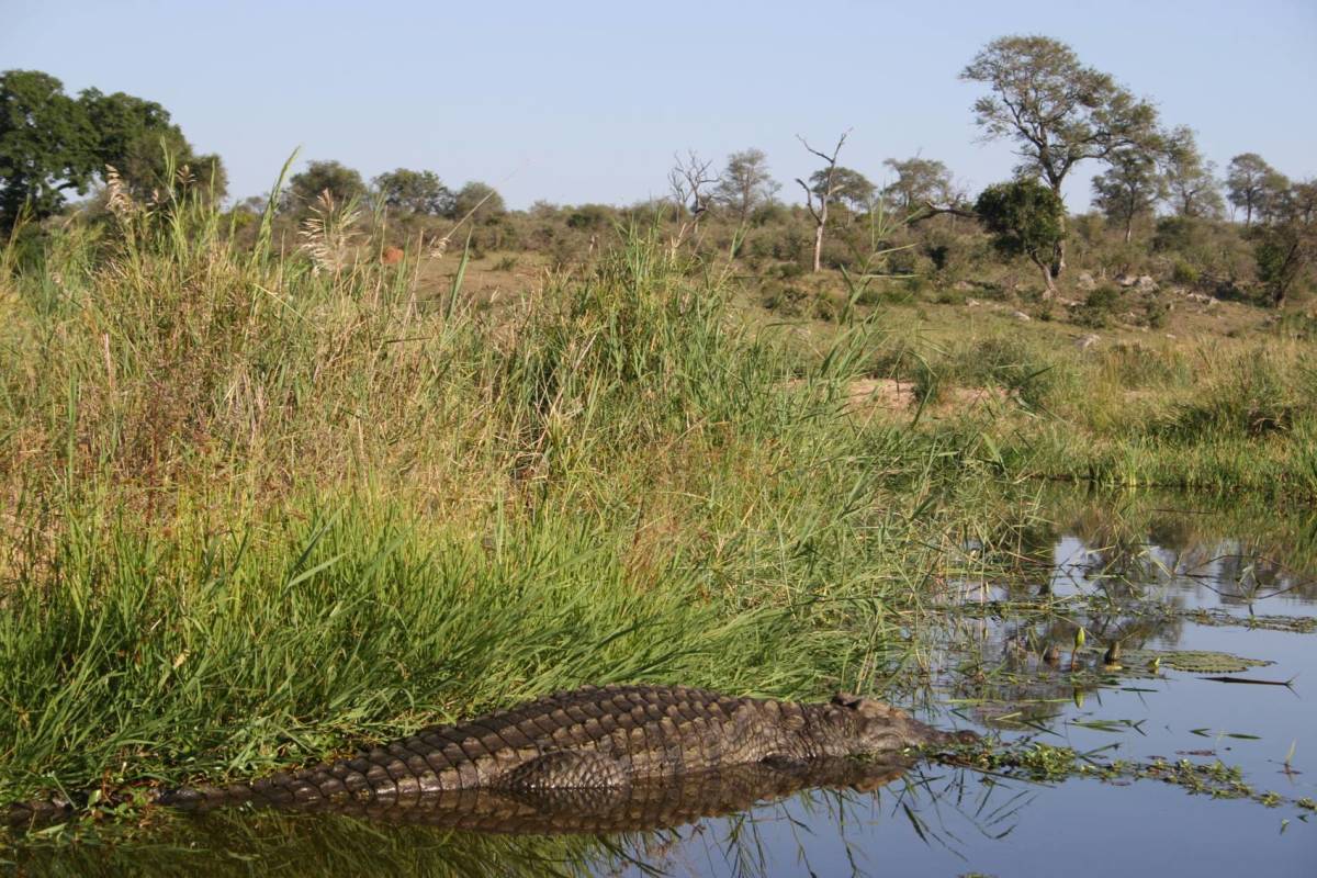 the-pollution-that-turned-crocodiles-to-rubber