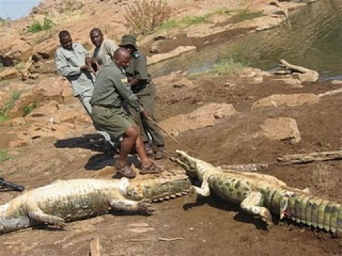 Why are these African crocodiles turning orange?