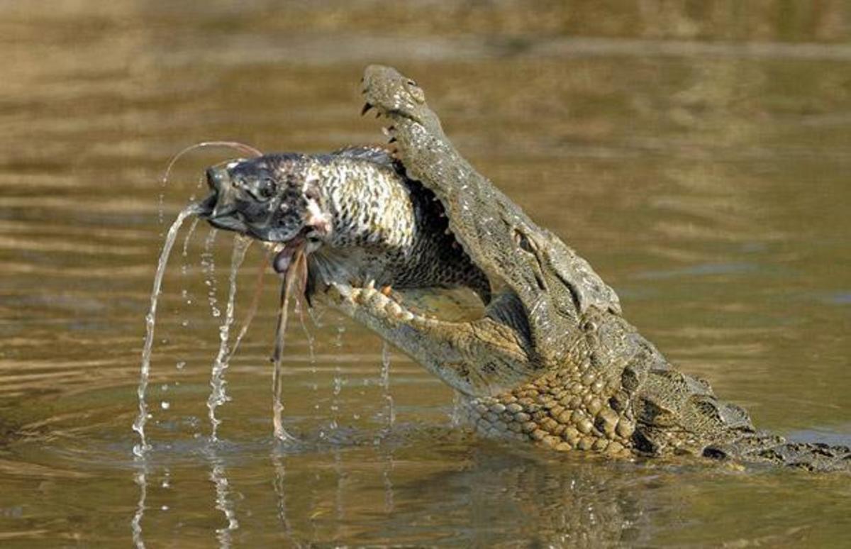 Feasting: A crocodile at Kruger National Park catches a fish