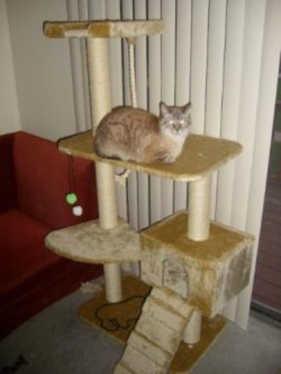 the-top-cat-trees-and-condos-for-under-100