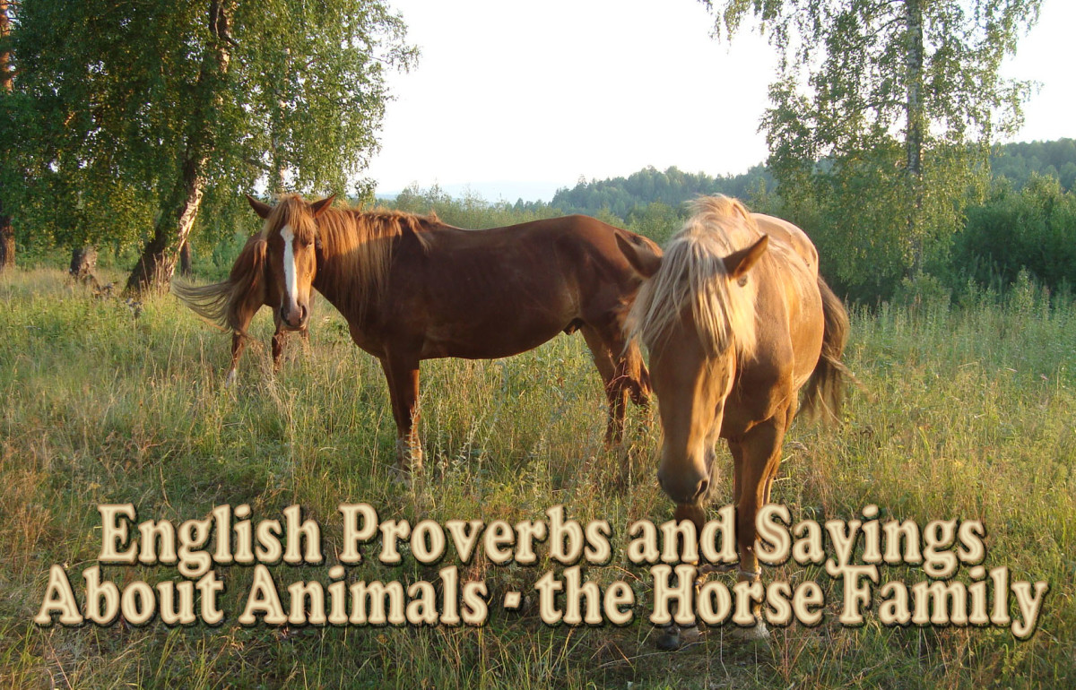 English Proverbs and Sayings About Animals - the Horse Family(Equines)