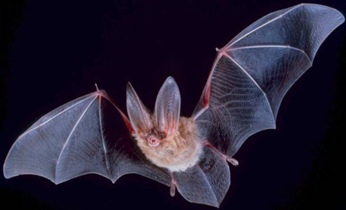 Townsend's Big-Eared Bat