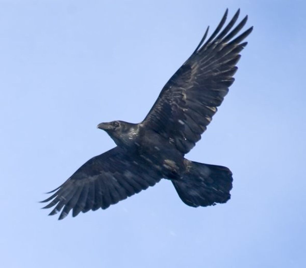 Raven Symbolism, Lore & Mythology - HubPages