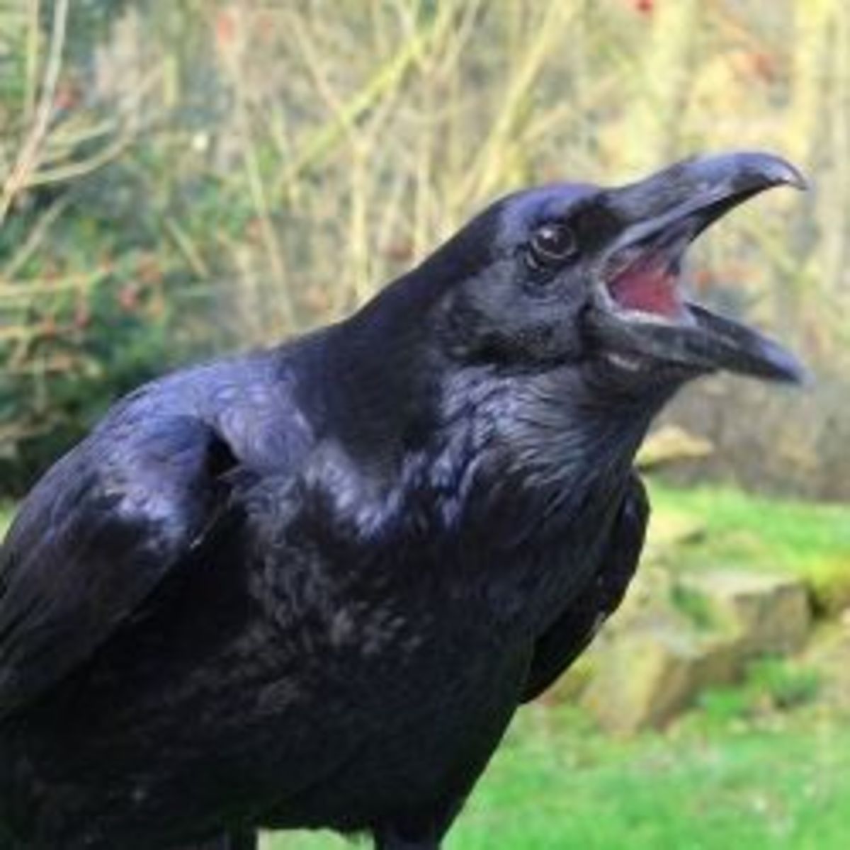 Raven Symbolism, Lore & Mythology