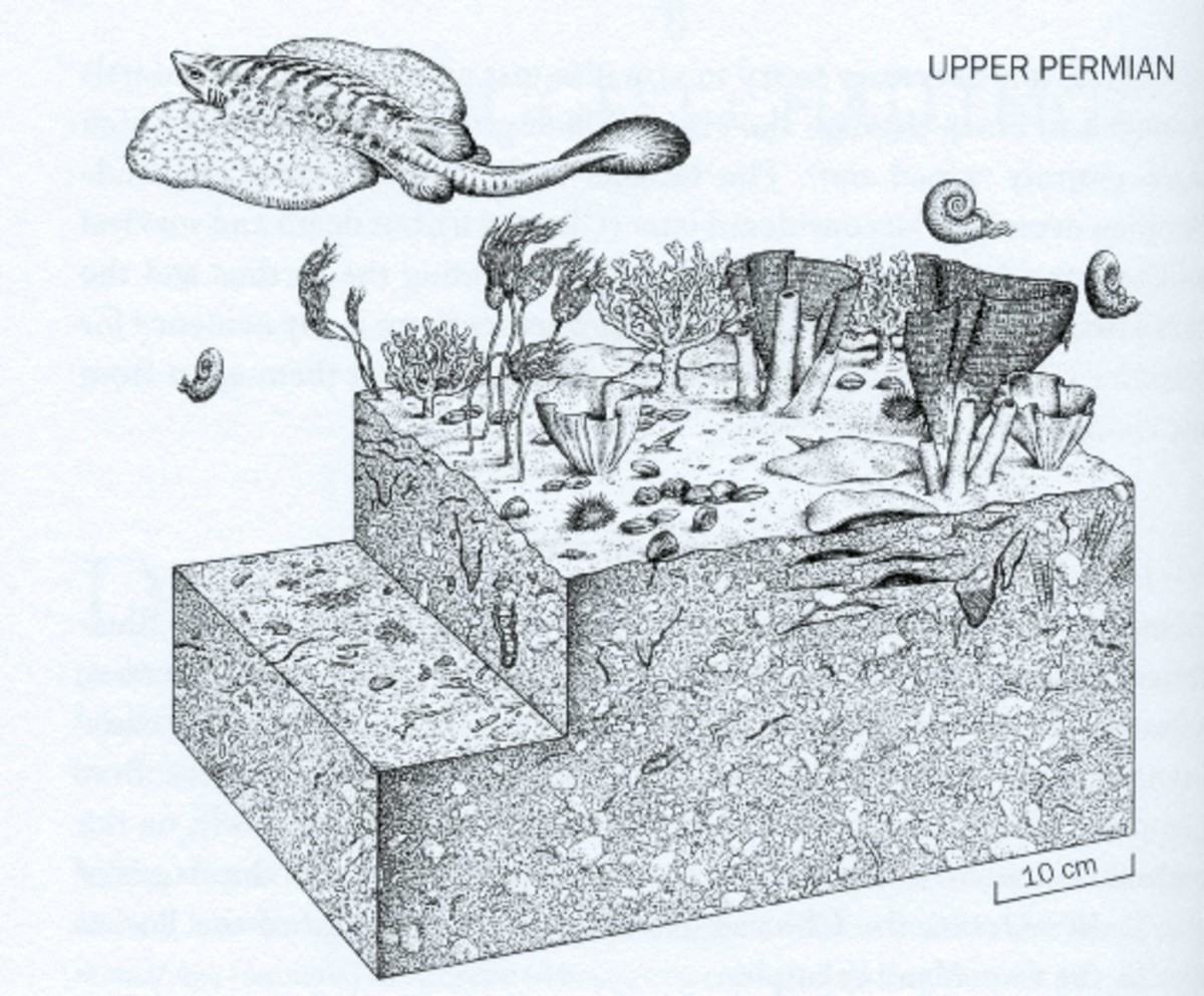 Artist's rendering of ocean life in the late Permian, shortly before the Permian-Triassic extinction event.