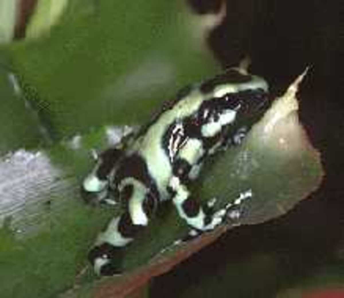 Fruit Flies How To Grow Flightless Drosophila Melanogaster or Hydei