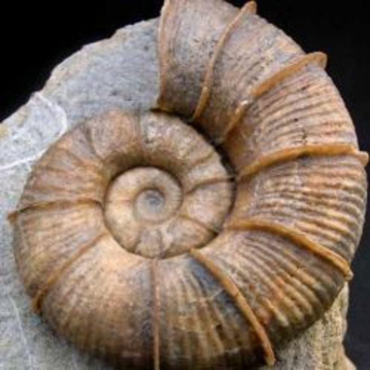 Fossils Lesson from a Christian Perspective