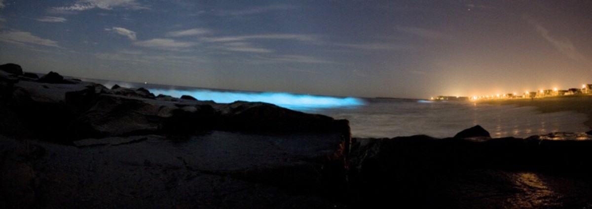 Bioluminescence produced by a large population of dinoflagellates is often beautiful.