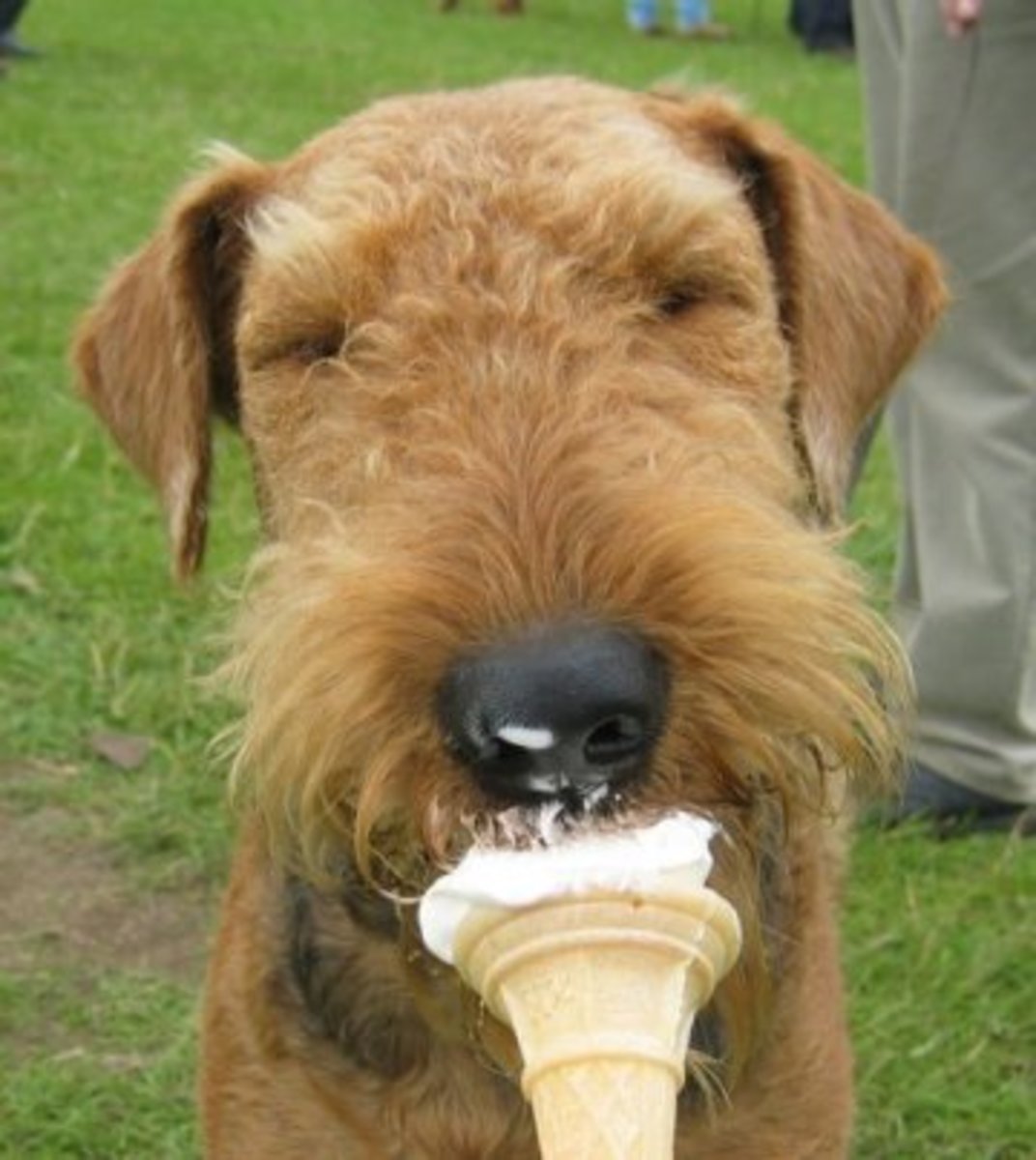 Adorable Airdale dog eating an ice cream cone