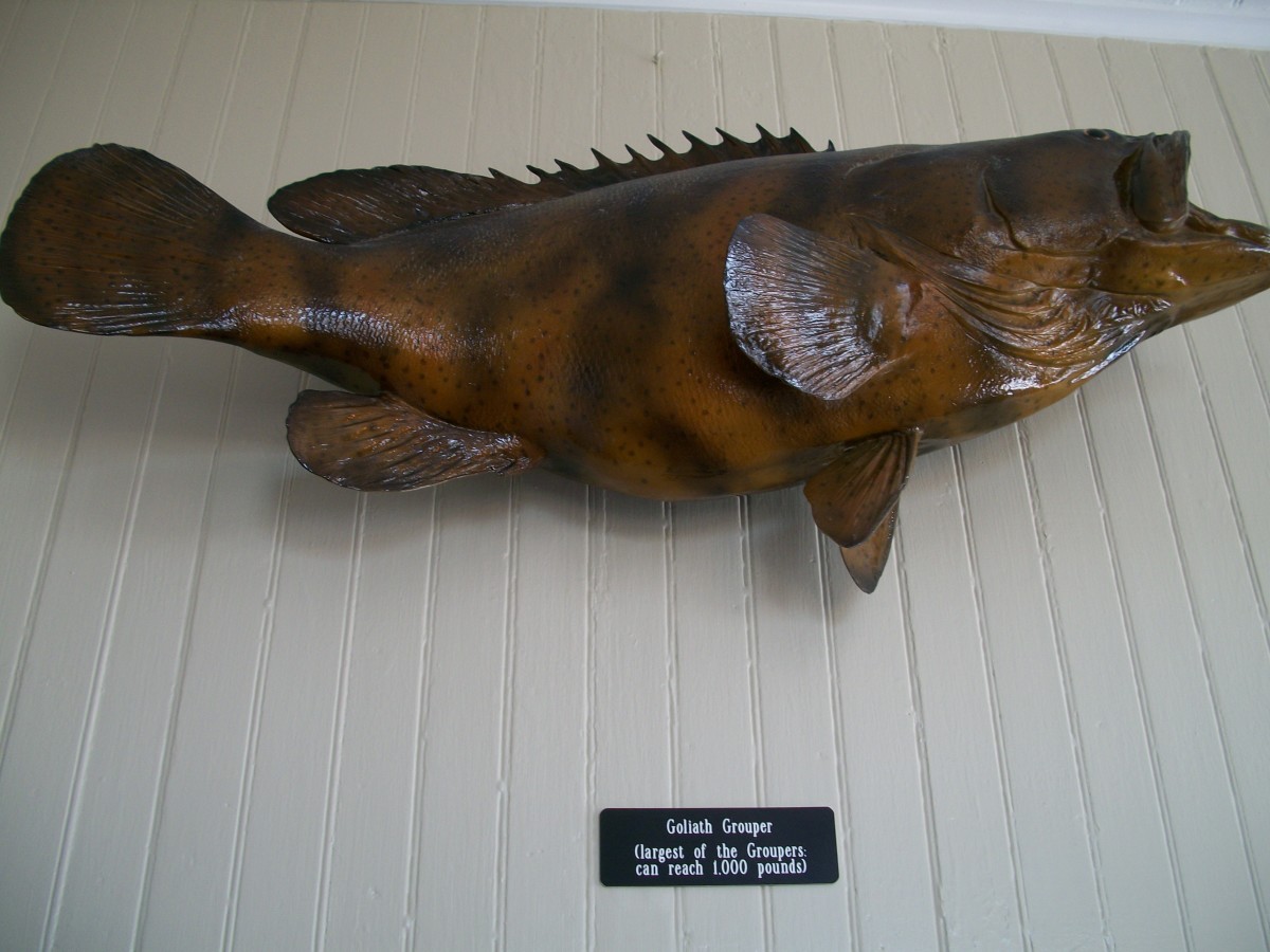 Grouper: one of my personal favorites.