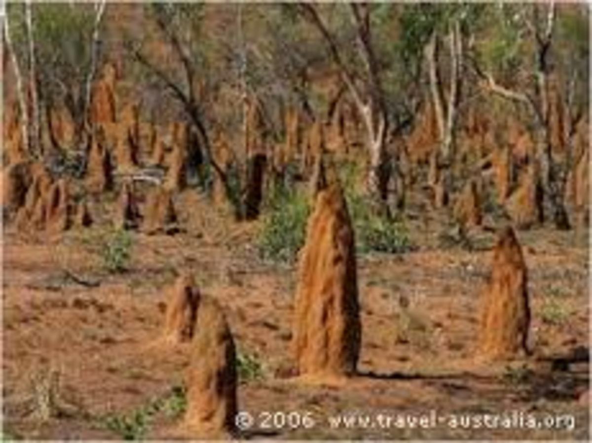 Termite nests in the bush of north Queensland, they are strange little creature the white ants, they seem to work always from the inside, except for the worker that sometimes goes out to deposit the soil, and so the white ant mount grows