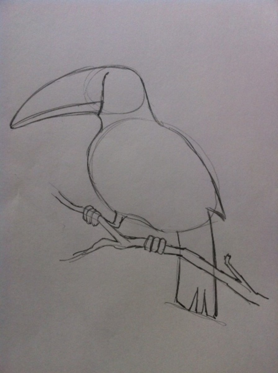 how-to-draw-a-tropical-bird