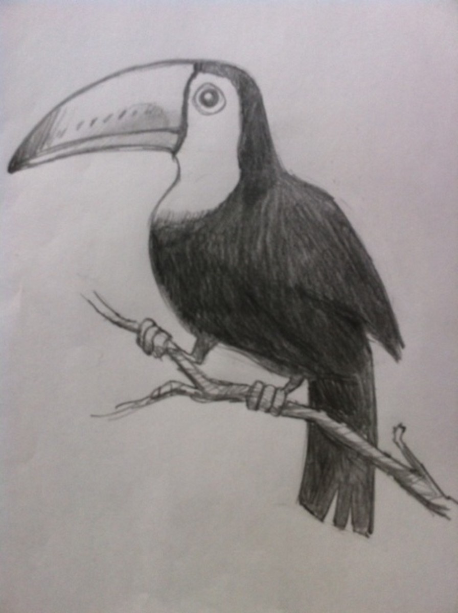 how-to-draw-a-tropical-bird