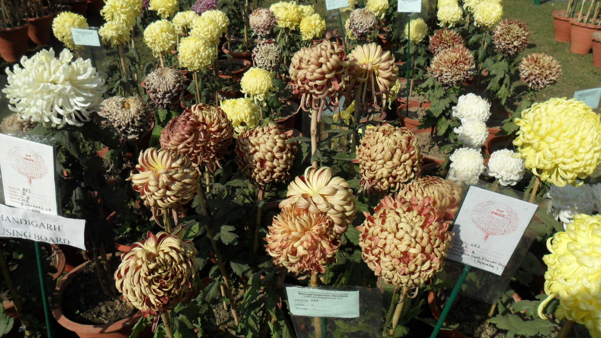 chrysanthemum-show