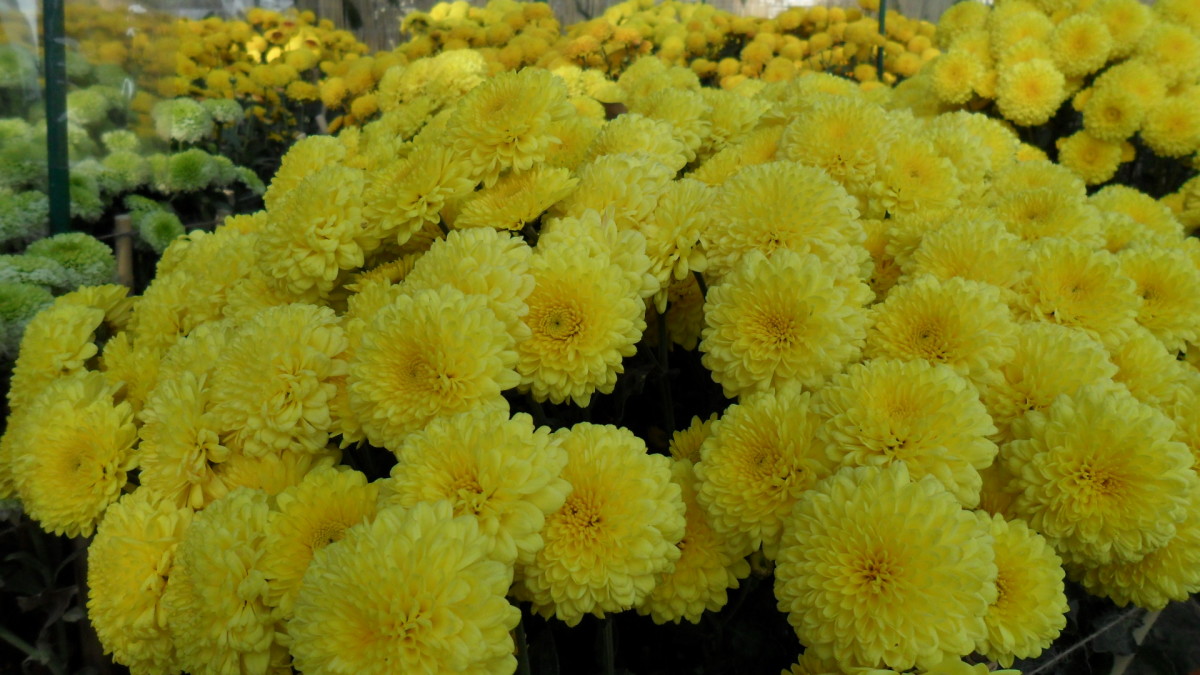 chrysanthemum-show