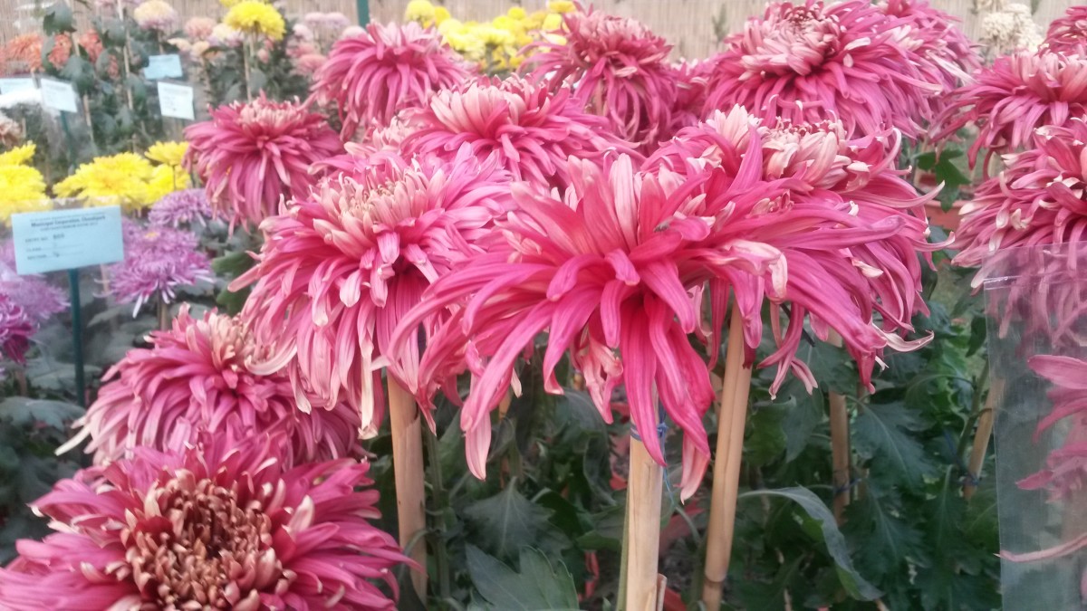 A Visit to Chrysanthemum Flowers Show at Terraced Garden, Chandigarh