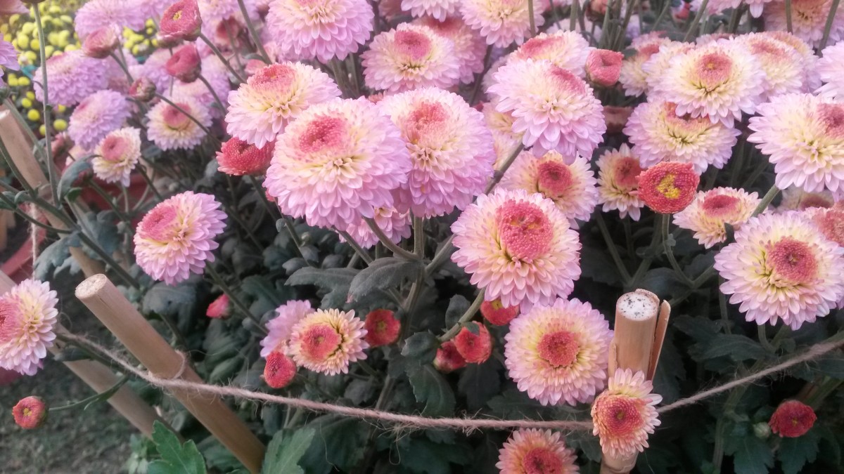 A Visit to Chrysanthemum Flowers Show at Terraced Garden, Chandigarh