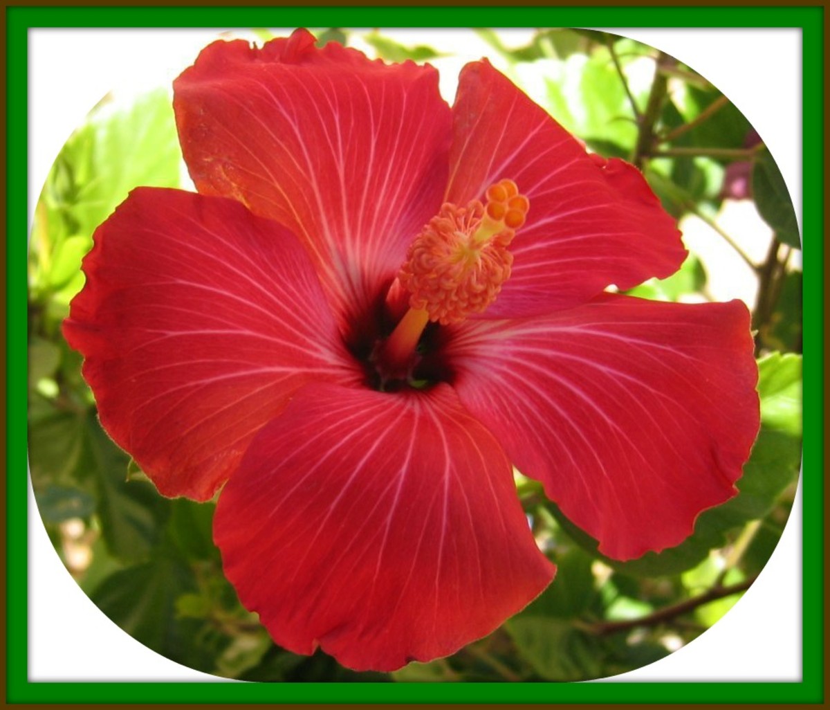 Red hibiscus is the state flower of the Hawaiian Islands and is believed to be the ancestral of all hibiscuses know today. That single red bloom of the Hawaiian hibiscus flower has emerged in modern times as a symbol of the Islands; and is also an em